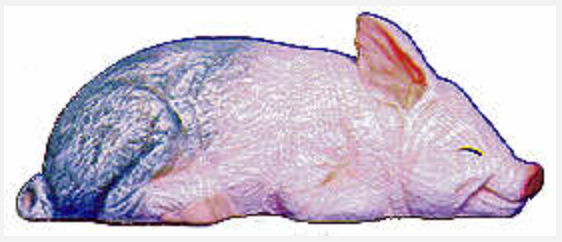 NM - 2542 Pig Laying-Sleeping