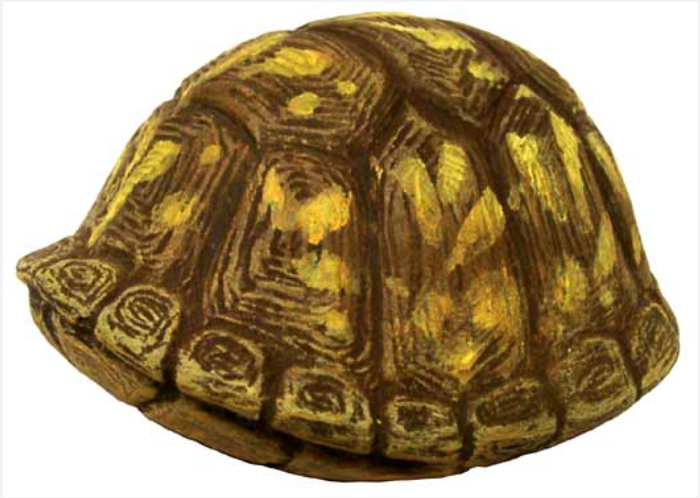 NM - 3260 Box Turtle (Small), Closed Up